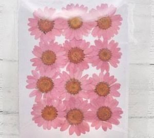 1 Packet Dried Daisy(Baby Pink)